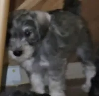 latte  colored Male, a male Miniature Schnauzer for sale in Redding, CA – 5 of 10