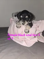 Perfect Female, a female Miniature Schnauzer for sale in Redding, CA – 1 of 3