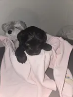 All black female, a female Miniature Schnauzer for sale in Redding, CA – 3 of 3