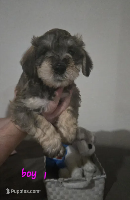 Mocha latte colored male #1 – Miniature Schnauzer puppy for sale in Redding, CA