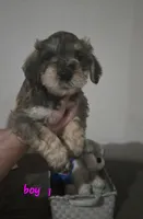 Mocha latte colored male #1, a male Miniature Schnauzer for sale in Redding, CA – 1 of 8