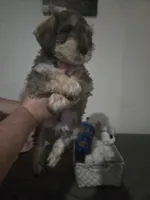 Mocha latte colored male #1, a male Miniature Schnauzer for sale in Redding, CA – 4 of 8