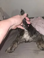  Darker Mocha latte female, a female Miniature Schnauzer for sale in Redding, CA – 8 of 9