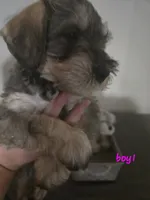 Mocha latte colored male #1, a male Miniature Schnauzer for sale in Redding, CA – 2 of 8