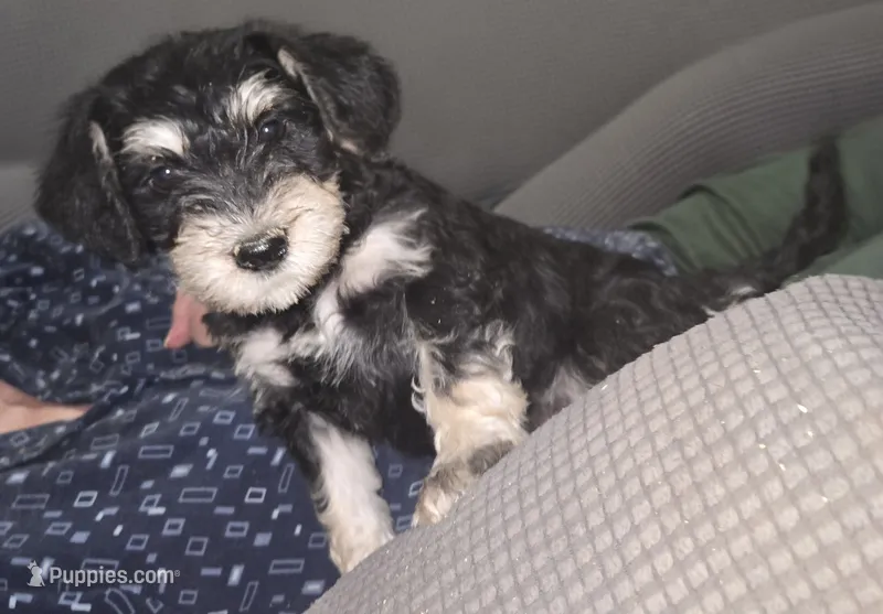 Black and tan Female – Miniature Schnauzer puppy on hold in Redding, CA
