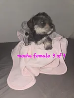 Mocha late male, a female Miniature Schnauzer for sale in Redding, CA – 2 of 3