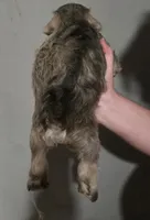 Mocha latte colored female, a female Miniature Schnauzer for sale in Redding, CA – 6 of 7