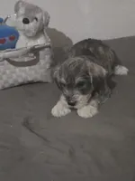 Mocha latte  colored Male #2, a male Miniature Schnauzer for sale in Redding, CA – 3 of 6