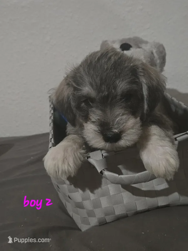 Mocha latte  colored Male #2 – Miniature Schnauzer puppy for sale in Redding, CA