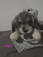 Mocha latte  colored Male #2, a male Miniature Schnauzer for sale in Redding, CA – 1 of 6