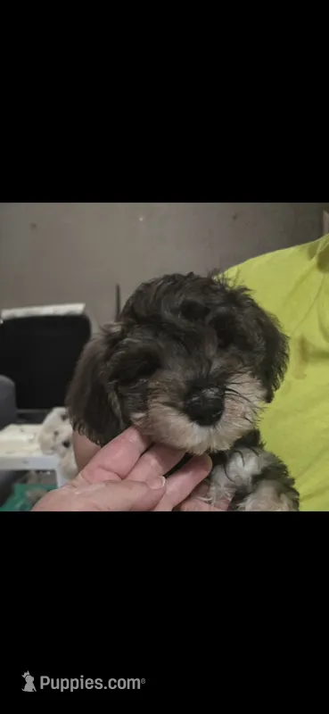 Fluffy Mocha latte  female – Miniature Schnauzer puppy for sale in Redding, CA