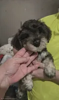 Fluffy Mocha latte  female, a female Miniature Schnauzer for sale in Redding, CA – 9 of 10