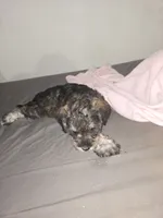  Darker Mocha latte female, a female Miniature Schnauzer for sale in Redding, CA – 9 of 9
