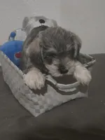 Mocha latte  colored Male #2, a male Miniature Schnauzer for sale in Redding, CA – 2 of 6