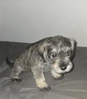  Darker Mocha latte female, a female Miniature Schnauzer for sale in Redding, CA – 7 of 9