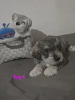 Mocha latte  colored Male #2, a male Miniature Schnauzer for sale in Redding, CA – 6 of 6