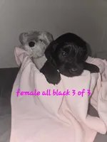 All black female, a female Miniature Schnauzer for sale in Redding, CA – 2 of 3