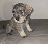  Darker Mocha latte female, a female Miniature Schnauzer for sale in Redding, CA – 4 of 9