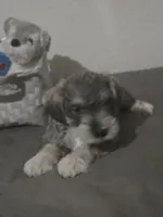 Mocha latte  colored Male #2, a male Miniature Schnauzer for sale in Redding, CA – 5 of 6