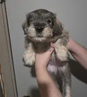 Mocha latte colored female, a female Miniature Schnauzer for sale in Redding, CA – 5 of 7