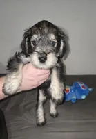 Darker Mocha latte male, a female Miniature Schnauzer for sale in Redding, CA – 4 of 6