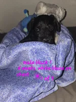 Black male, a male Miniature Schnauzer for sale in Redding, CA – 3 of 3