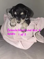Perfect Female, a female Miniature Schnauzer for sale in Redding, CA – 3 of 3