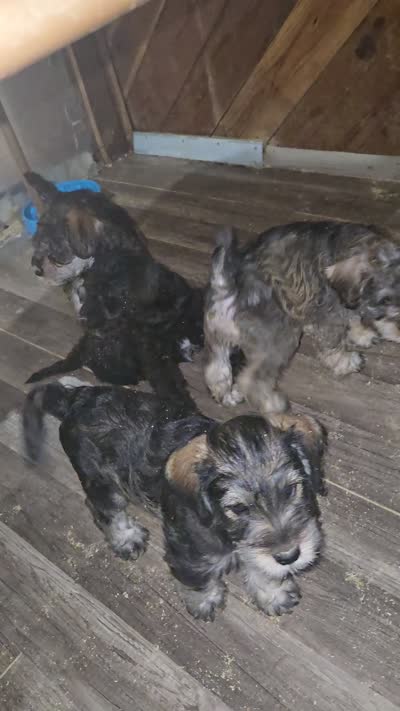 latte  colored Male, a male Miniature Schnauzer for sale in Redding, CA – 4 of 10