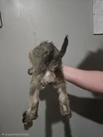 Mocha latte colored female, a female Miniature Schnauzer for sale in Redding, CA – 3 of 7