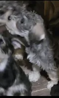 latte  colored Male, a male Miniature Schnauzer for sale in Redding, CA – 6 of 10