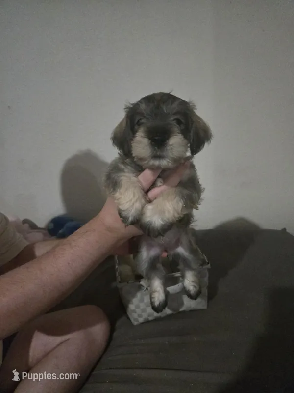 Mocha latte colored female – Miniature Schnauzer puppy on hold in Redding, CA