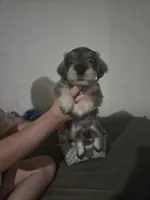 Mocha latte colored female, a female Miniature Schnauzer for sale in Redding, CA – 1 of 7
