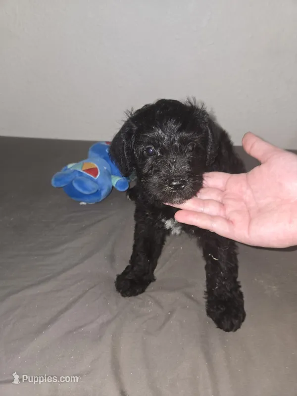 Black male – Miniature Schnauzer puppy for sale in Redding, CA