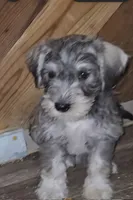 latte  colored Male, a male Miniature Schnauzer for sale in Redding, CA – 3 of 10