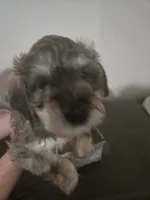 Mocha latte colored male #1, a male Miniature Schnauzer for sale in Redding, CA – 6 of 8