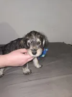 Darker Mocha latte male, a female Miniature Schnauzer for sale in Redding, CA – 5 of 6
