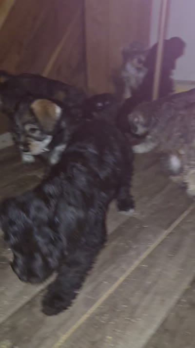 latte  colored Male, a male Miniature Schnauzer for sale in Redding, CA – 2 of 10