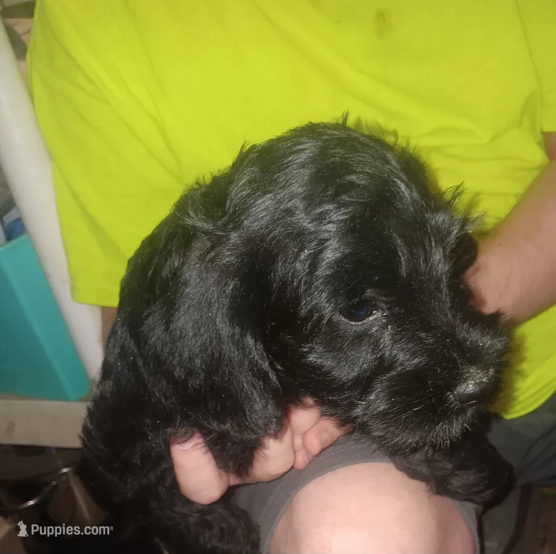 All black female – Miniature Schnauzer puppy for sale in Redding, CA
