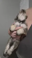 Mocha latte colored female, a female Miniature Schnauzer for sale in Redding, CA – 7 of 7