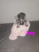 Mocha late male, a female Miniature Schnauzer for sale in Redding, CA – 3 of 3