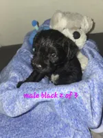 Black male, a male Miniature Schnauzer for sale in Redding, CA – 1 of 3