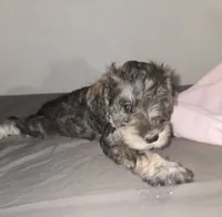  Darker Mocha latte female, a female Miniature Schnauzer for sale in Redding, CA – 5 of 9