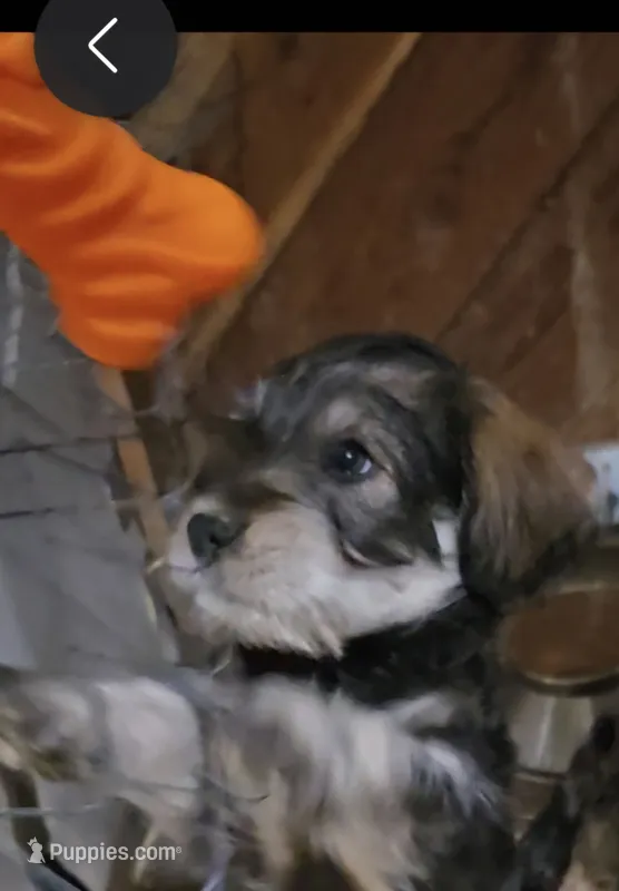 Darker Mocha latte male – Miniature Schnauzer puppy for sale in Redding, CA