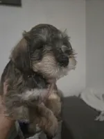 Mocha latte colored male #1, a male Miniature Schnauzer for sale in Redding, CA – 7 of 8