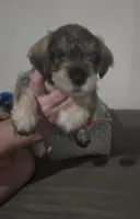 Mocha latte colored female, a female Miniature Schnauzer for sale in Redding, CA – 4 of 7