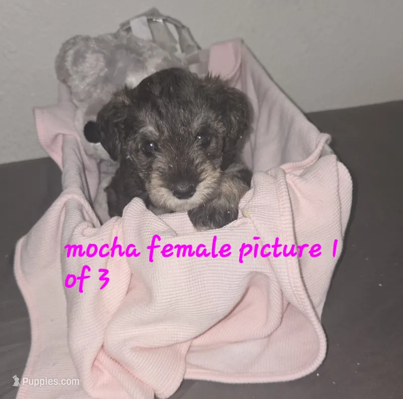 Mocha latte female – Miniature Schnauzer puppy for sale in Redding, CA