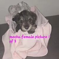 Mocha latte female, a female Miniature Schnauzer for sale in Redding, CA – 1 of 2