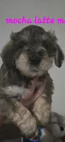 Fluffy Mocha latte  female, a female Miniature Schnauzer for sale in Redding, CA – 10 of 10