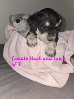 Perfect Female, a female Miniature Schnauzer for sale in Redding, CA – 2 of 3