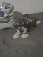 Mocha latte  colored Male #2, a male Miniature Schnauzer for sale in Redding, CA – 4 of 6